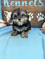 Ms Morkie, a female Morkie for sale in DeKalb, IL – 3 of 3