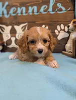 Cavadoodle, a female Cavapoo for sale in DeKalb, IL – 3 of 4