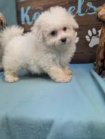 Fluffy, a female Bichon Frise and Maltese for sale in DeKalb, IL – 3 of 3
