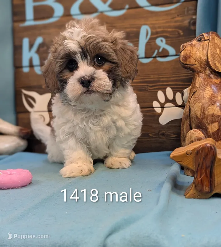 Love Bear – Bichon Frise, Shih Tzu puppy for sale in DeKalb, IL