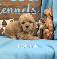 Gold baby, a male Miniature Goldendoodle for sale in DeKalb, IL – 1 of 3