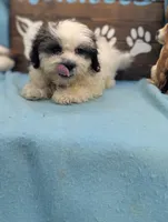 Teddybear, a male Shichon for sale in DeKalb, IL – 2 of 3