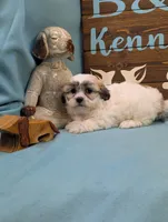 Cuddle bear, a female Shichon for sale in DeKalb, IL – 2 of 3