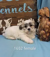 Cuddle bear, a female Shichon for sale in DeKalb, IL – 1 of 3
