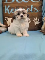 Cuddle bear, a female Shichon for sale in DeKalb, IL – 3 of 3