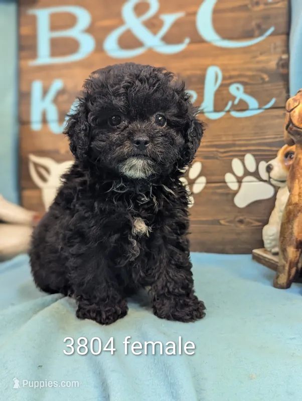 Princess – Shihpoo puppy for sale in DeKalb, IL