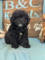 Princess, a female Shihpoo for sale in DeKalb, IL – 1 of 1