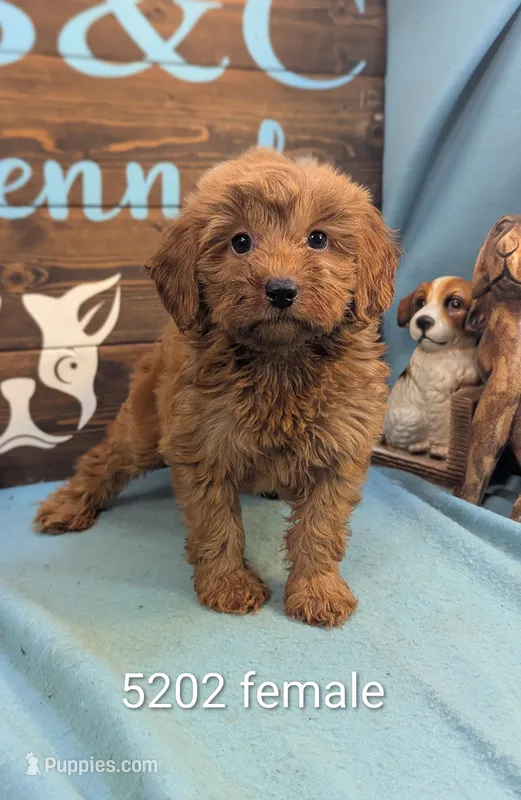Toy Gld Doodle – Miniature Goldendoodle puppy for sale in DeKalb, IL