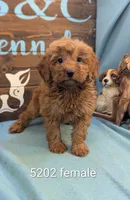 Toy Gld Doodle, a female Miniature Goldendoodle for sale in DeKalb, IL – 1 of 1