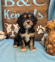 Cavadoodle, a male Cavapoo for sale in DeKalb, IL – 1 of 4