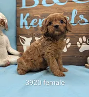 Cavadoo Cutie, a female Cavapoo for sale in DeKalb, IL – 1 of 1