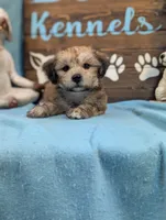 A DOLL ABLE, a male Bichon Frise and Yorkshire Terrier for sale in DeKalb, IL – 2 of 4