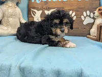 Cavadoodle, a female Cavapoo for sale in DeKalb, IL – 2 of 4