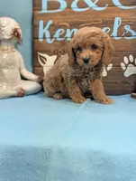 Toy Cockapoo , a female Cocker Spaniel and Poodle - Toy  for sale in DeKalb, IL – 2 of 3