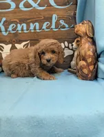 Toy Cockapoo , a female Cocker Spaniel and Poodle - Toy  for sale in DeKalb, IL – 3 of 3