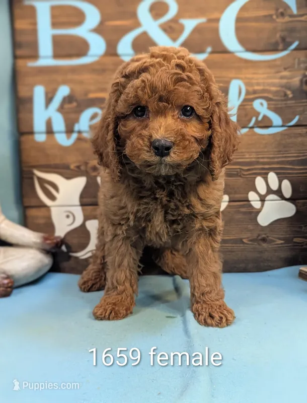 Cockapoo  – Cocker Spaniel, Poodle - Toy  puppy for sale in DeKalb, IL