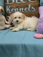 Yorkidoodle, a male Yorkshire Terrier and Poodle - Toy  for sale in DeKalb, IL – Photo 3 of 3