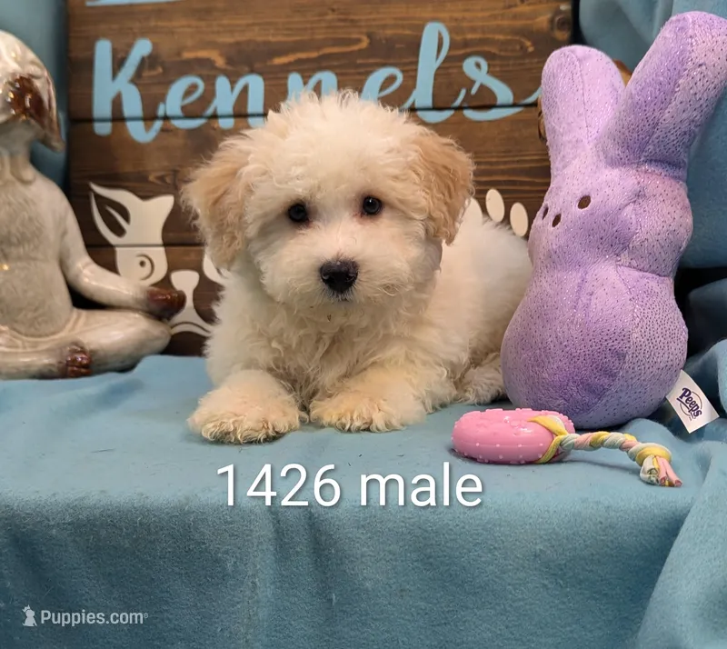 Yorkidoodle – Yorkshire Terrier, Poodle - Toy  puppy for sale in DeKalb, IL