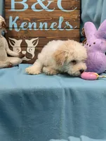 Yorkidoodle, a male Yorkshire Terrier and Poodle - Toy  for sale in DeKalb, IL – Photo 2 of 3