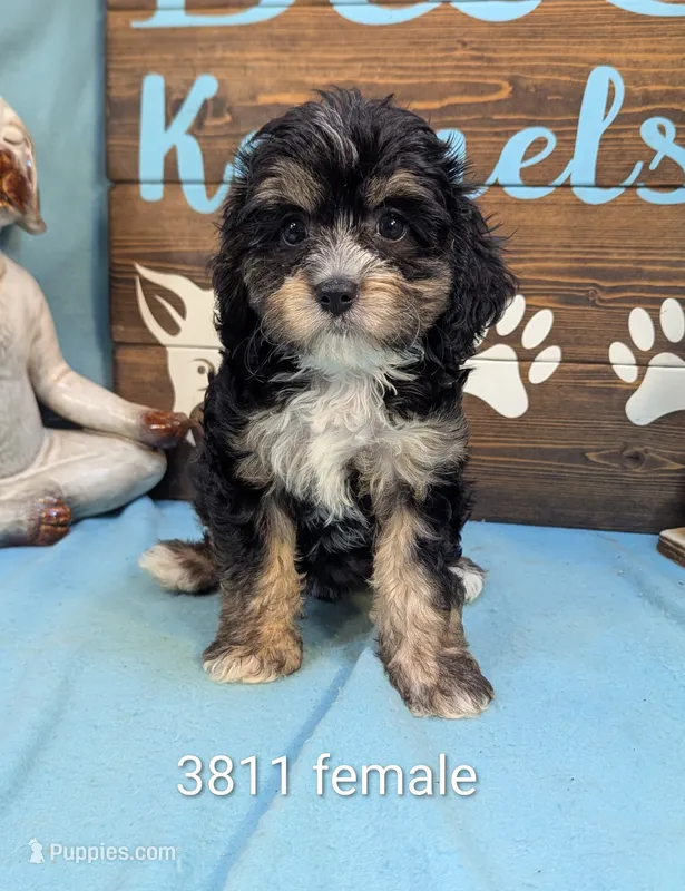 Cavadoodle – Cavapoo puppy for sale in DeKalb, IL