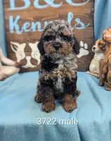 Mini Poodle, a male Poodle - Miniature  for sale in DeKalb, IL – 1 of 1