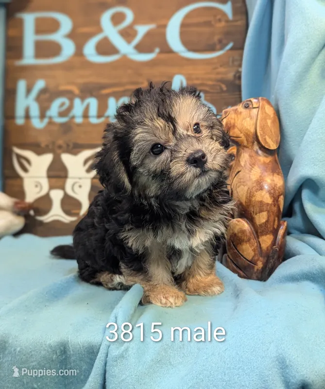 A DOLL ABLE – Bichon Frise, Yorkshire Terrier puppy for sale in DeKalb, IL