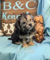 A DOLL ABLE, a male Bichon Frise and Yorkshire Terrier for sale in DeKalb, IL – 1 of 3
