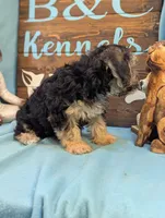 A DOLL ABLE, a male Bichon Frise and Yorkshire Terrier for sale in DeKalb, IL – 3 of 4