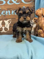 Mr Yorkie, a male Yorkshire Terrier for sale in DeKalb, IL – 2 of 3