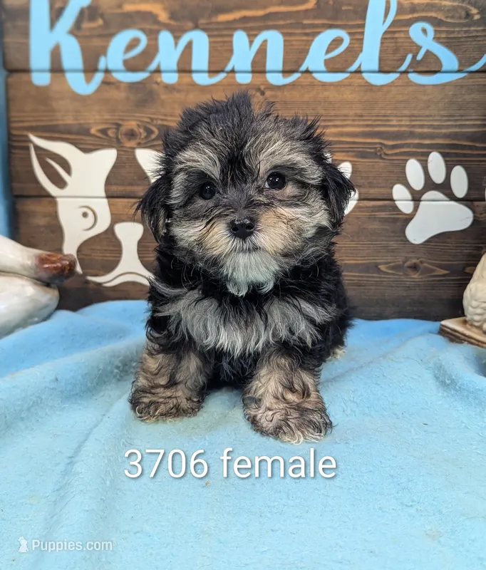 Ms Morkie – Morkie puppy for sale in DeKalb, IL