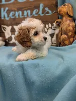 Cavadoodle, a female Cavapoo for sale in DeKalb, IL – 4 of 4