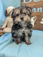 Ms Morkie, a female Morkie for sale in DeKalb, IL – 3 of 3