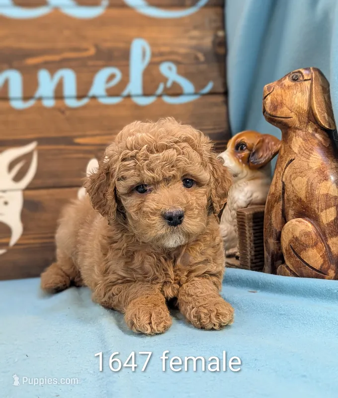 Gold baby, a female Poodle - Miniature  and Miniature Goldendoodle for sale in DeKalb, IL – Photo 1 of 1