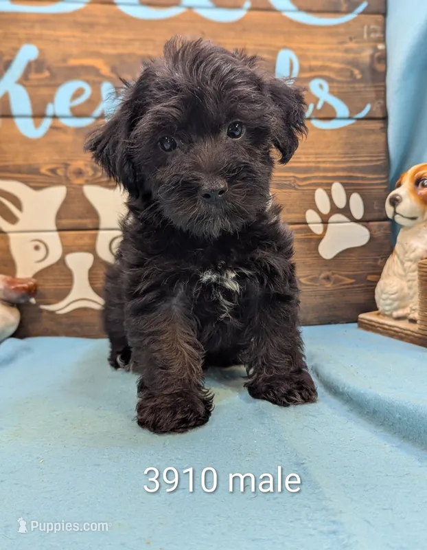 Yorkidoodle – Yorkipoo puppy for sale in DeKalb, IL