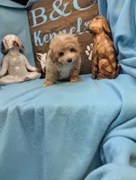 prince Mlatipoo, a male Maltipoo for sale in DeKalb, IL – 2 of 4