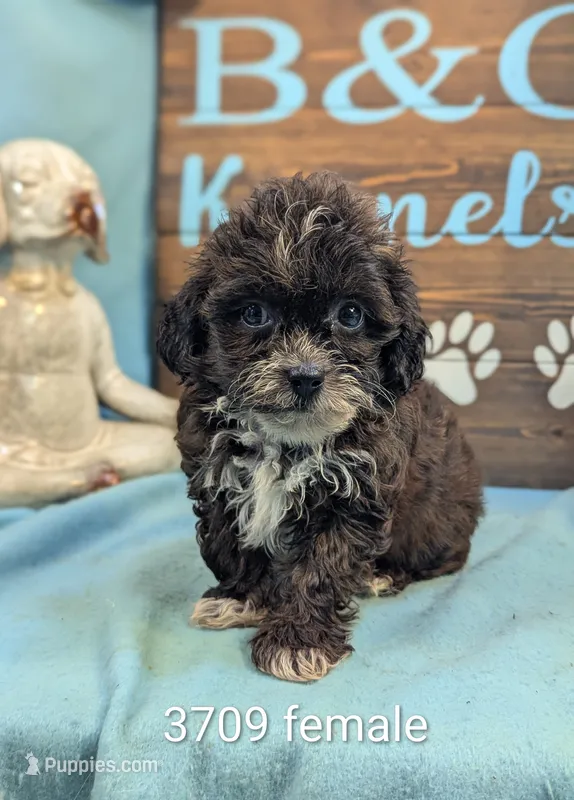 Tiny doo – Shihpoo puppy for sale in DeKalb, IL