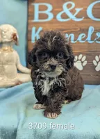 Tiny doo, a female Shihpoo for sale in DeKalb, IL – 1 of 1