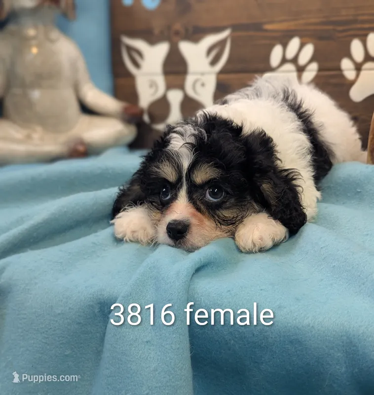 Cava Chon – Cavachon puppy for sale in DeKalb, IL