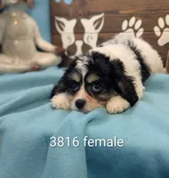 Cava Chon, a female Cavachon for sale in DeKalb, IL – 1 of 3