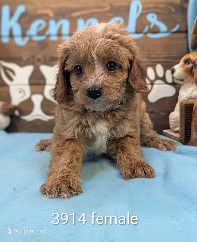 Cavadoo Cutie – Cavapoo puppy for sale in DeKalb, IL