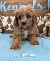 Cavadoo Cutie, a female Cavapoo for sale in DeKalb, IL – 1 of 1