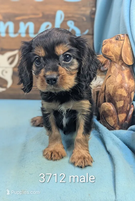 King Charles – Cavalier King Charles Spaniel puppy for sale in DeKalb, IL
