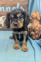 King Charles, a male Cavalier King Charles Spaniel for sale in DeKalb, IL – 1 of 1