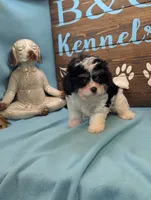 Cava Chon, a female Cavachon for sale in DeKalb, IL – 2 of 3