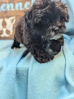 Prince, a male Shihpoo for sale in DeKalb, IL – 3 of 3