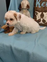 Cavadoo Cutie, a male Cavapoo for sale in DeKalb, IL – 3 of 4