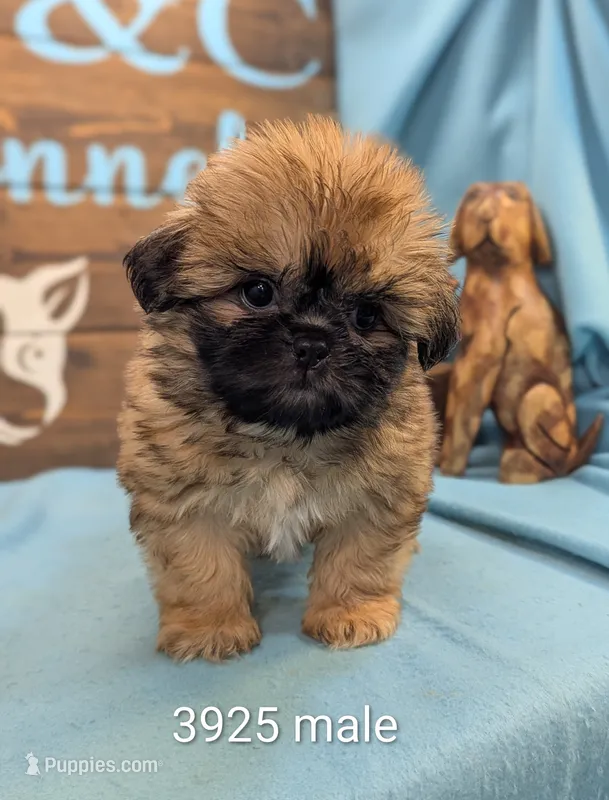 Prince Shih Tzu  – Shih Tzu puppy for sale in DeKalb, IL