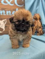 Prince Shih Tzu , a male Shih Tzu for sale in DeKalb, IL – 1 of 3