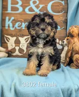 A DOLL ABLE, a female Bichon Frise and Yorkshire Terrier for sale in DeKalb, IL – 1 of 4