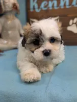 Charm bear, a male Shichon for sale in DeKalb, IL – 3 of 4